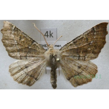 Odontopera bidentata (Clerck, 1759) male Ciośnik dwuzębiak Czech4k